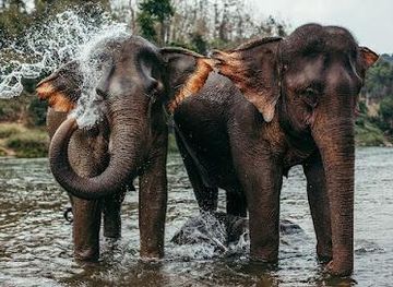 laos/luang-prabang/attraction/mandalao-elephant-conservation
