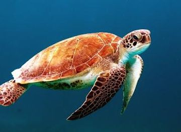 egypt/hurghada/attraction/diving-with-luka