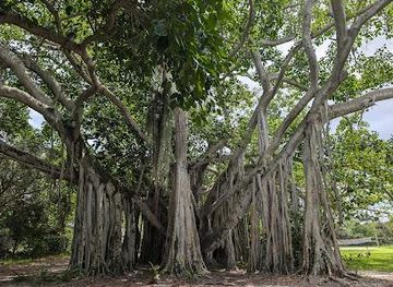 florida/fort-lauderdale/attraction/hugh-taylor-birch-state-park