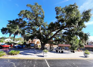 florida/st-augustine-beach/attraction/the-old-senator-tree
