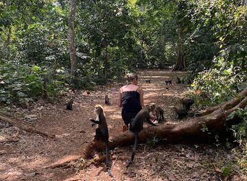 ghana/brong-ahafo/attraction/boabeng-fiema-monkey-sanctuary-information-center