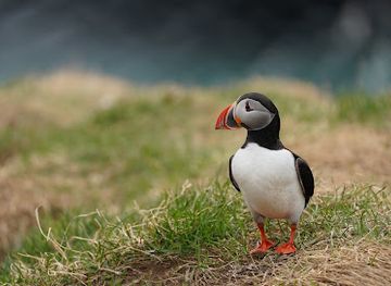 iceland/eastern-region/attraction/hafnarholmi