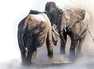 namibia/windhoek/attraction/wild-wind-safaris