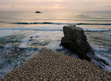 new-zealand/auckland/attraction/muriwai-gannet-colony