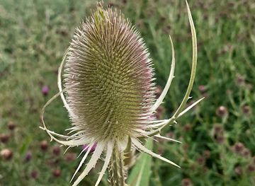 denmark/samso/attraction/tidselkorridoren