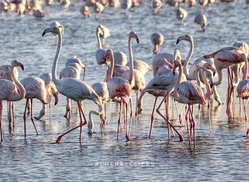 united-arab-emirates/western-region-al-dhafra/attraction/al-wathba-wetland-reserve