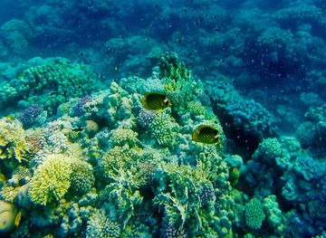 egypt/sharm-el-sheikh/attraction/coral-sea-sensitori-pontoon