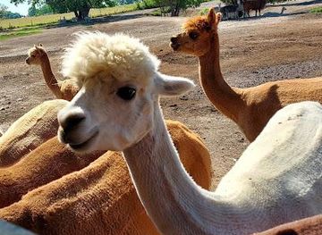 south-dakota/mount-rushmore/attraction/caputa-alpacas