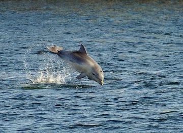 australia/adelaide/attraction/adelaide-dolphin-sanctuary