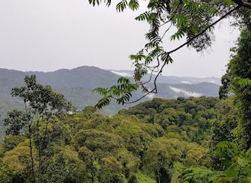 rwanda/nyungwe-forest-national-park/attraction/canopy-walkway