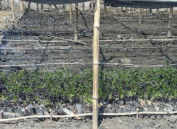 timor-leste/mount-ramelau/attraction/viveiros