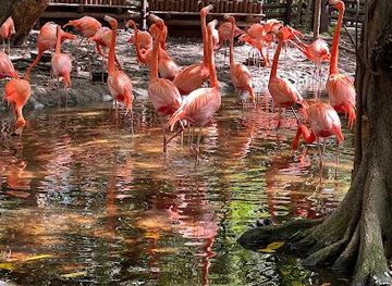 florida/homestead/attraction/jungle-island