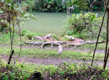madagascar/andasibe/attraction/crocodile-valley