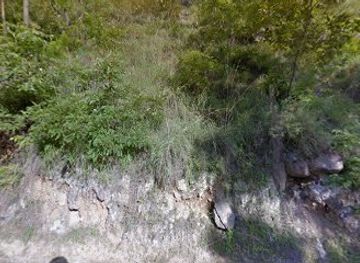 bhutan/lhuntse-district/attraction/pangka-brangsa-community-forest