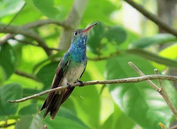 honduras/santa-barbara-region/attraction/el-barrabasito