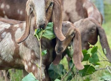 united-kingdom/sutherland/attraction/hackney-city-farm
