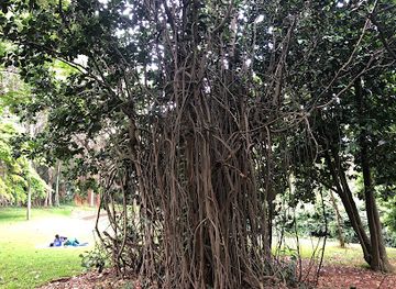 south-africa/durban/attraction/banyan-tree-botanical-gardens-durban