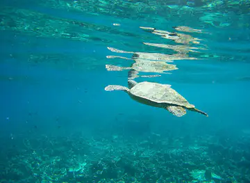 Turtle point