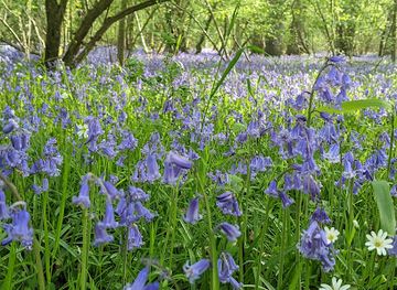 united-kingdom/buckinghamshire/attraction/finemere-wood