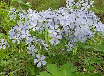 pennsylvania/dutch-country/attraction/shenks-ferry-wildflower-preserve