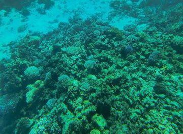 egypt/dahab/attraction/royal-sea-scope-dahab-sunmarine