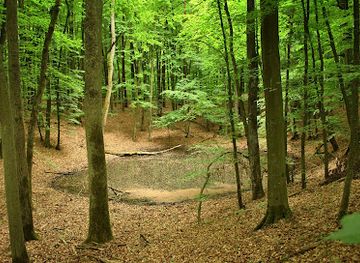 poland/drawa-national-park/attraction/rezerwat-przyrody-drawski-matecznik