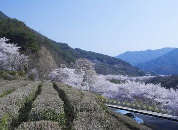 south-korea/jirisan-national-park/attraction/silli-cherry-blossom-road