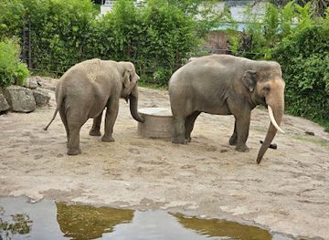 germany/munster/attraction/elefantengehege