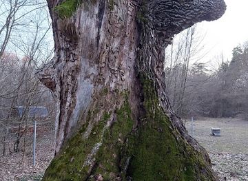 romania/vrancea/attraction/stejarul-de-la-cocorastii-mislii
