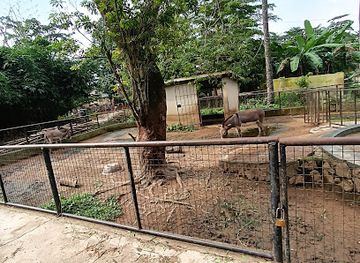 nigeria/iita-forest-reserve/attraction/zoological-musuem-university-of-ibadan