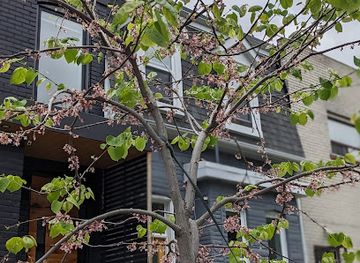 canada/greater-toronto-area/attraction/rodney-the-tree