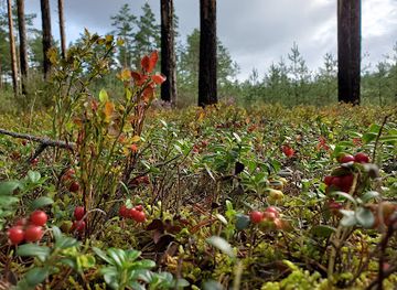 latvia/jurmala/attraction/darmstates-priezu-audze