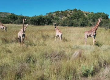 south-africa/bushveld/attraction/kunkura-nature-reserve-conference-centre