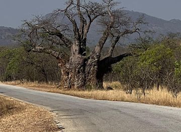 zimbabwe/mashonaland-west/attraction/mukuyu-tree