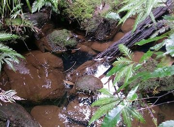 australia/central-coast/attraction/forest-of-tranquility