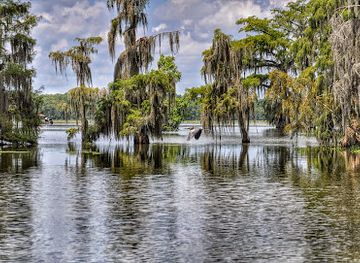 louisiana/atchafalaya-basin/attraction/lake-martin-louisiana