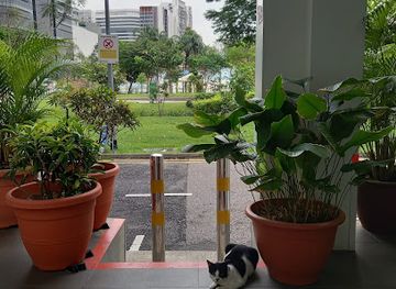 singapore/novena/attraction/freckles-the-cat