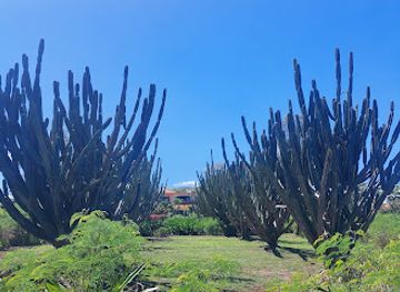 mauritius/flic-en-flac-beach/attraction/allee-des-cactus