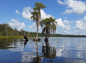 florida/first-coast/attraction/osceola-national-forest