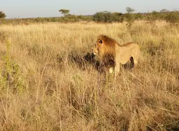 Madikwe Game Reserve