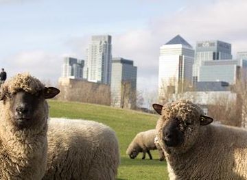 united-kingdom/windsor/attraction/mudchute-park-and-farm