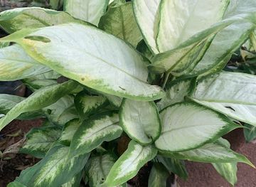 nigeria/benin-city/attraction/dream-gardens