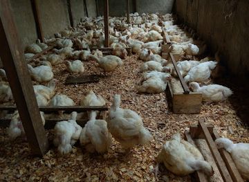 cameroon/edea/attraction/nicole-farm