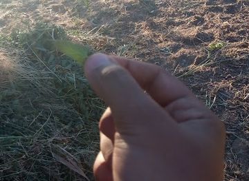 egypt/siwa-oasis/attraction/beni-nagdin