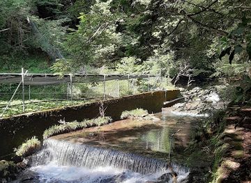 japan/izu/attraction/tarosugi-cedar