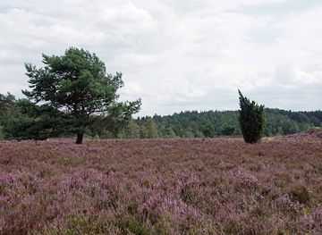 germany/lüneburg-heath/attraction/preising-heide