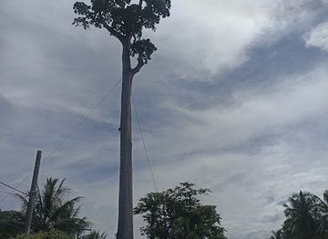 philippines/caraga/attraction/giant-toog-tree