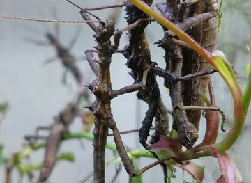 california/northern-california/attraction/bohart-museum-of-entomology