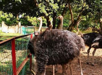 malaysia/klang-valley/attraction/p-d-ostrich-show-farm