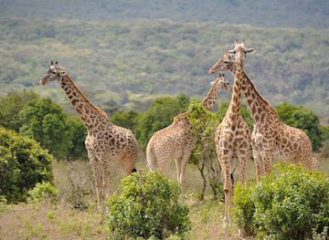 tanzania/ruaha-national-park/attraction/arusha-national-park